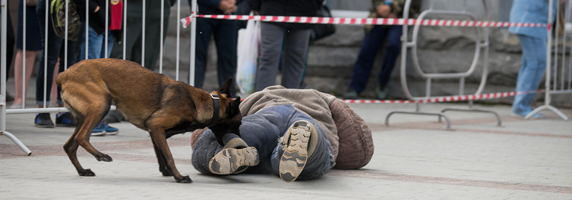 Training a police dog, the moment of the attack on the ground