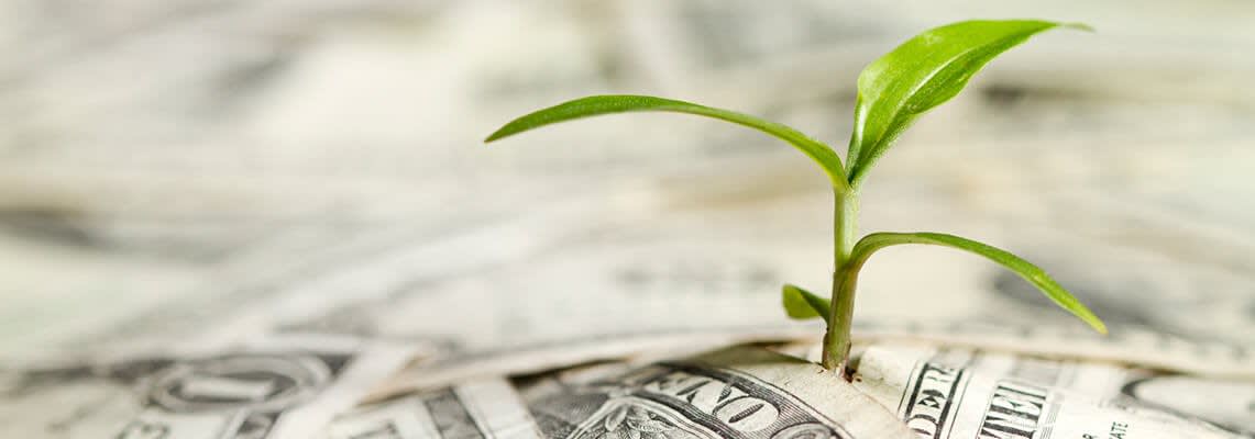 A Green Plant Sprouting Up From a Pile of Cash