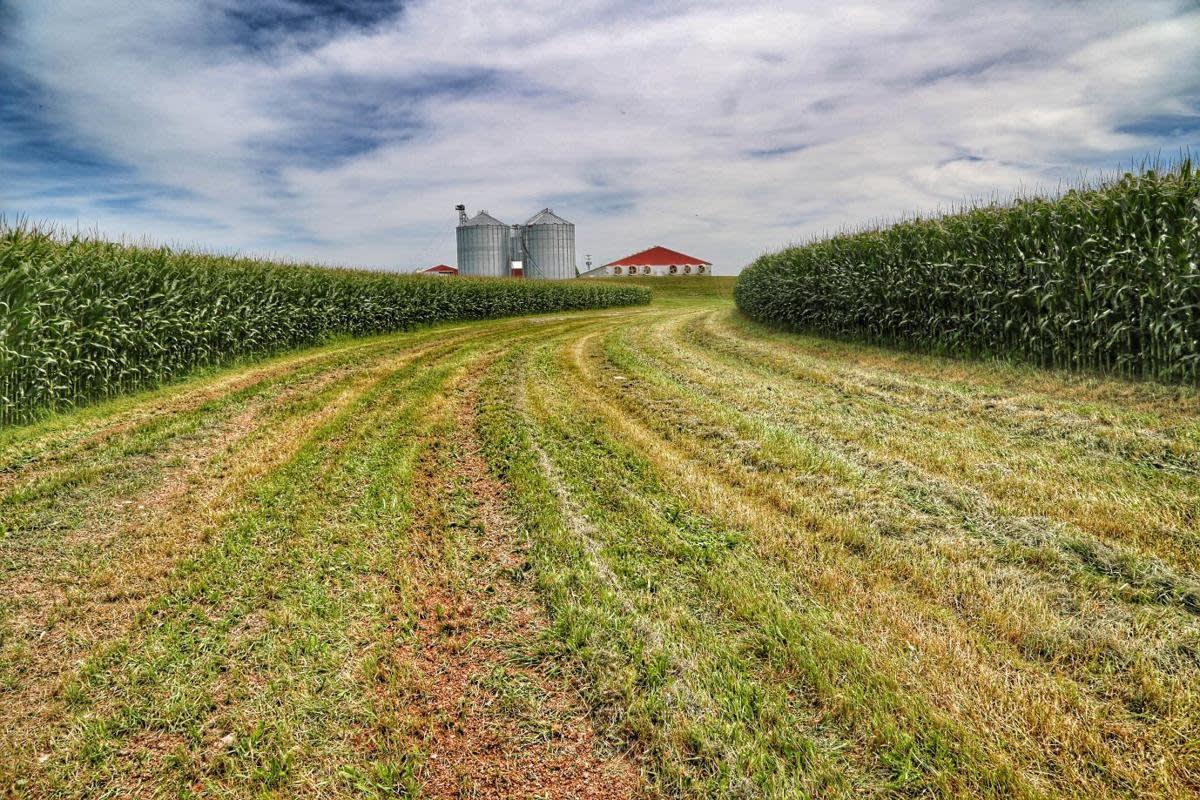 field.jpg