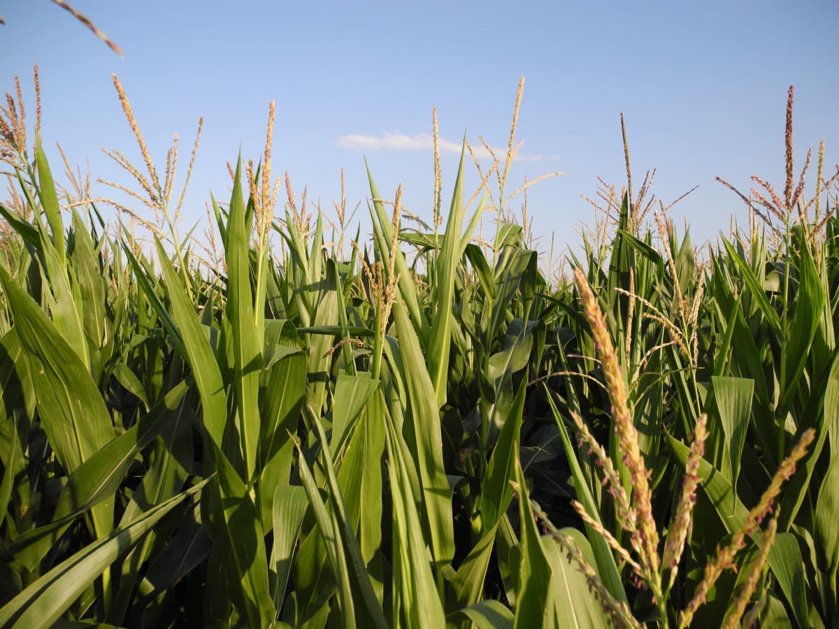 agriculture.jpg