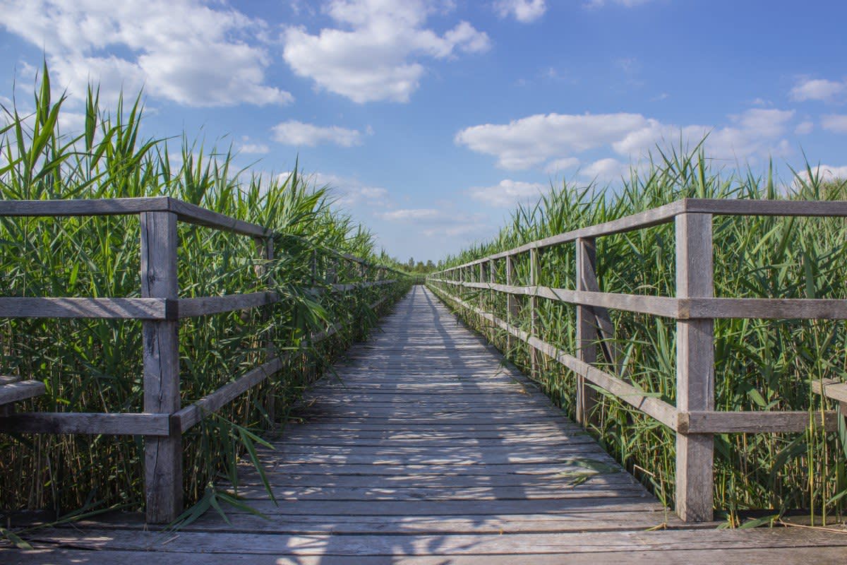 cornfield.jpg