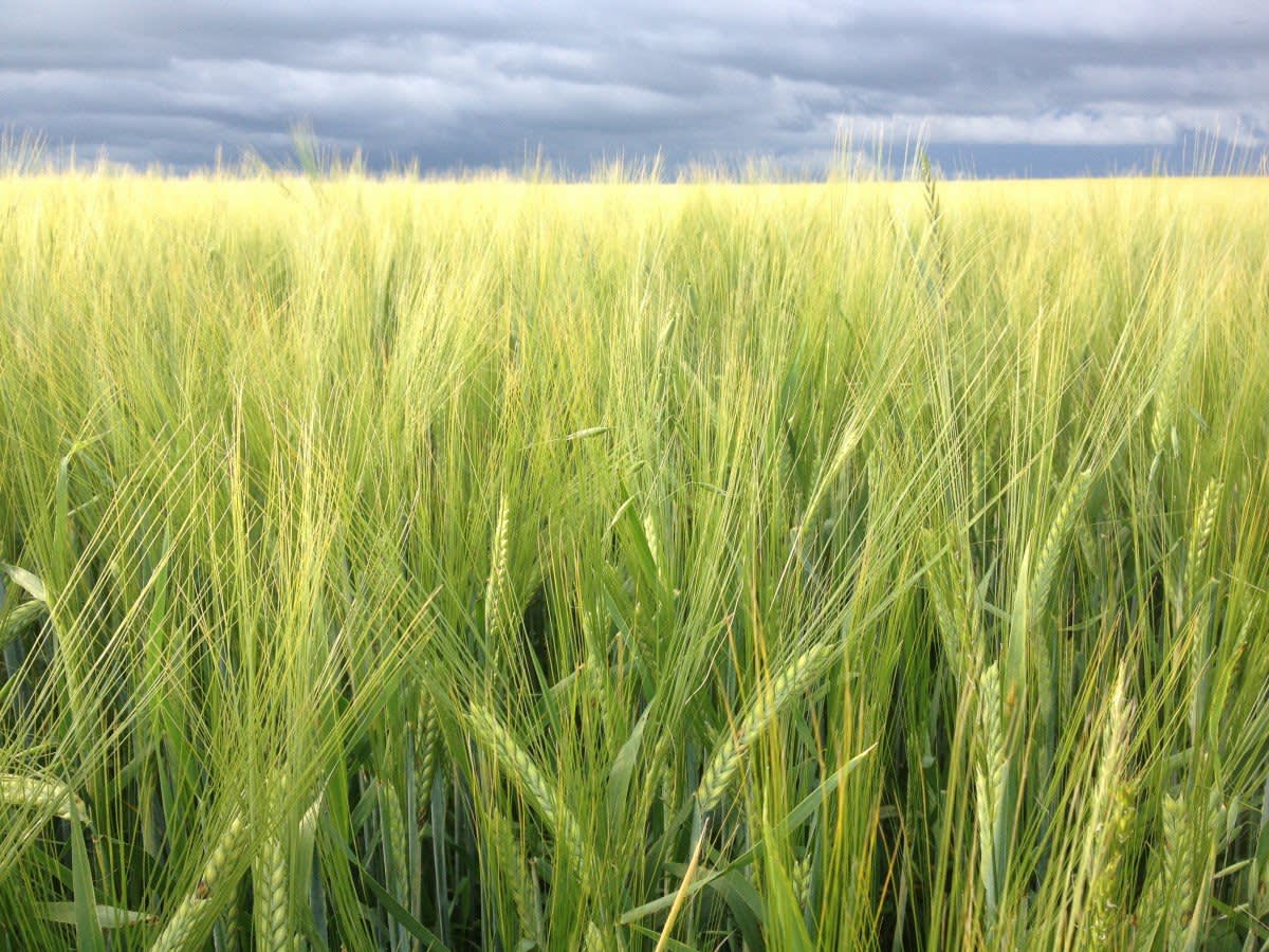 grain.jpg
