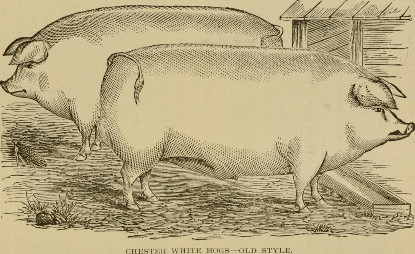 hogs.jpg