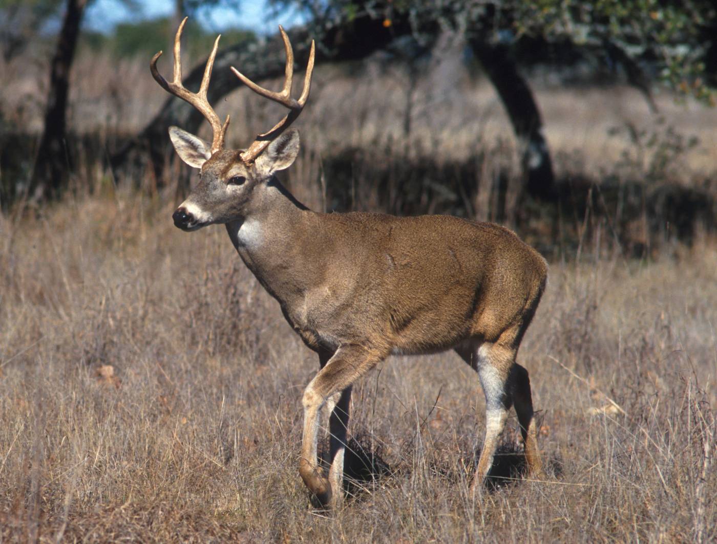 White-tailed_deer.jpg