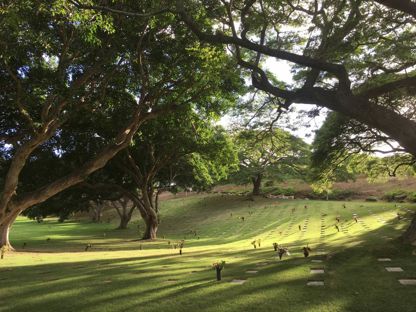 Cemetery with graves marked by flowers under beautiful large trees