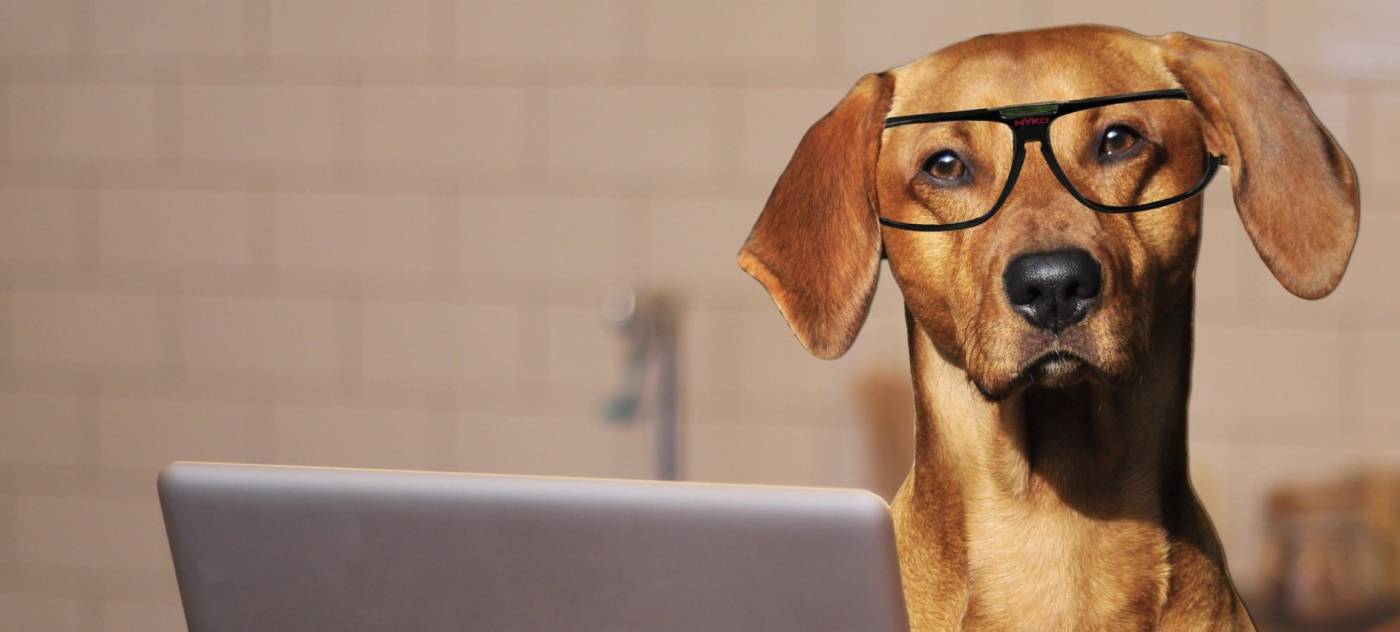 Dog at Computer