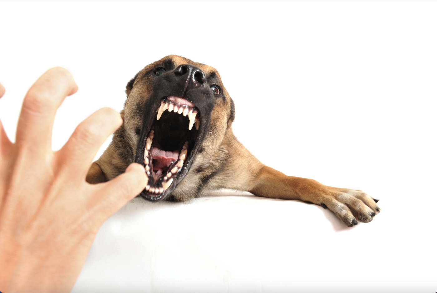 Aggressive Dog