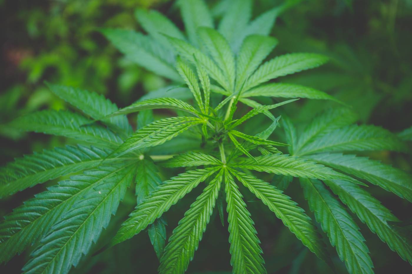 Industrial Hemp Plant -- Photo by Chris Lillie on Unsplash