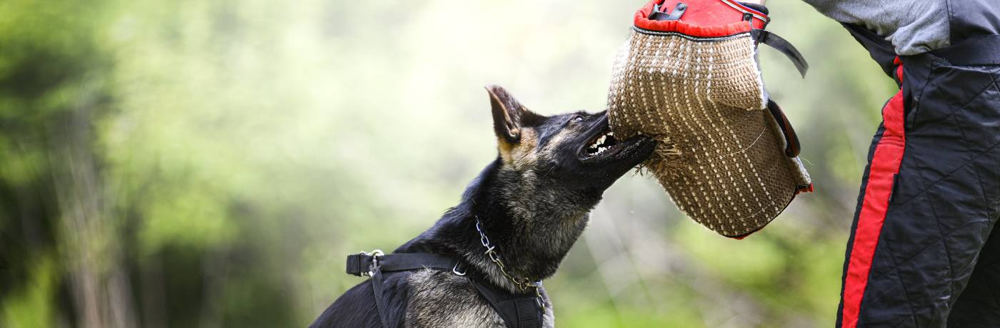 German shepherd dog biting a trainer's arm