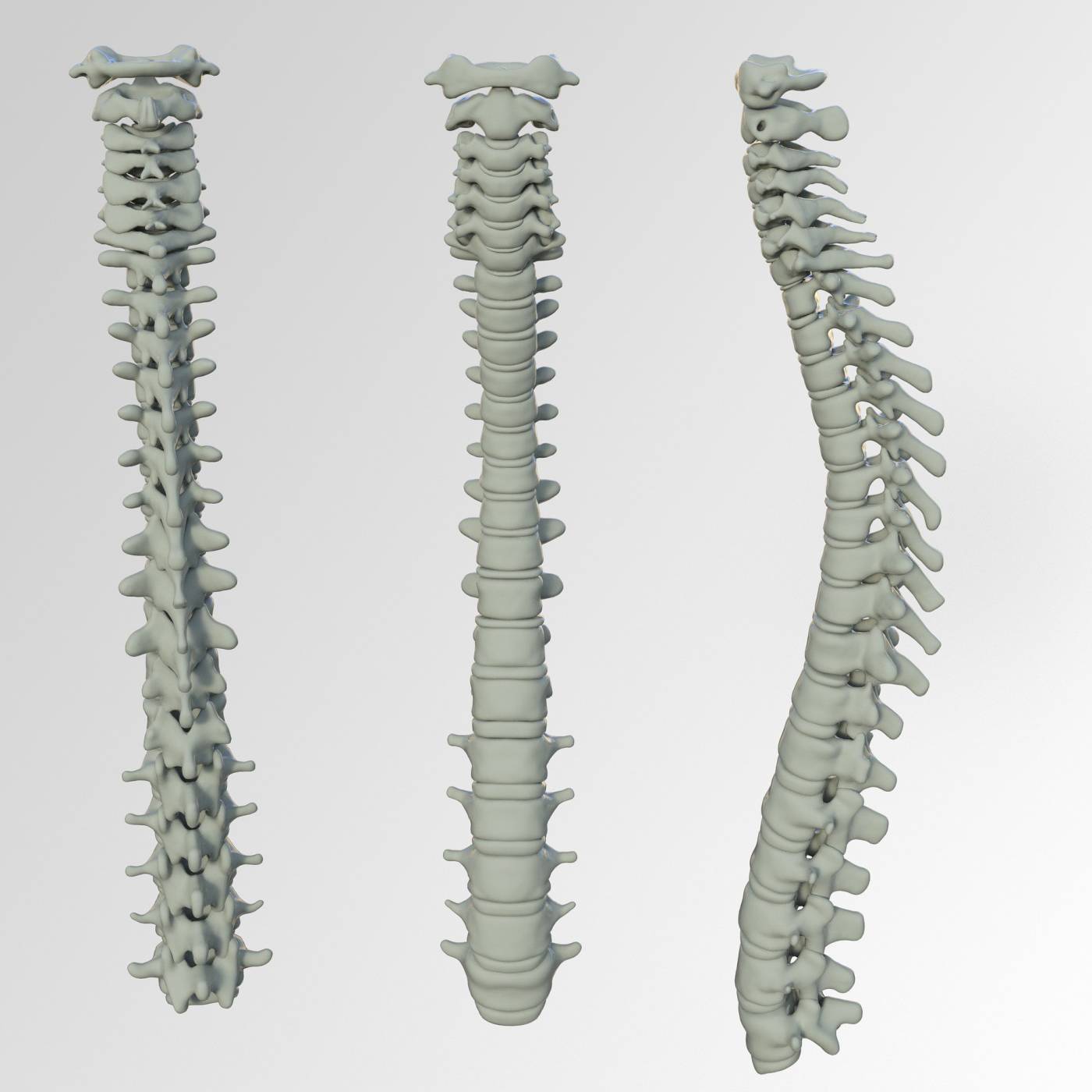 spine-3220105_1920.jpg