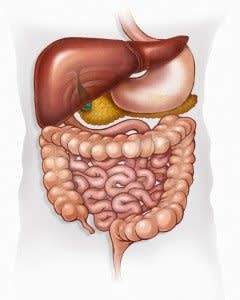 Diagram of Internal Organs