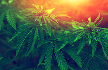 Marijuana plant highlighted by the sunset