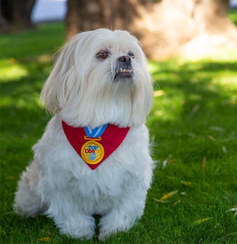 Scruffy the dog