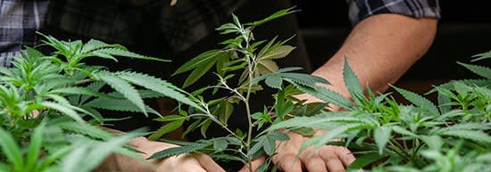 Farmer working with marijuana plants