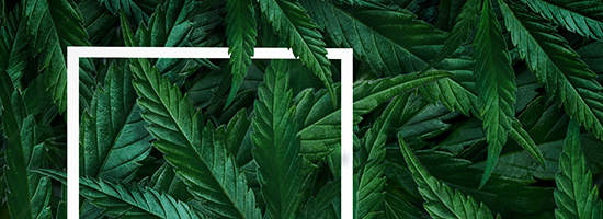 marijuana leaves highlighted with focus area