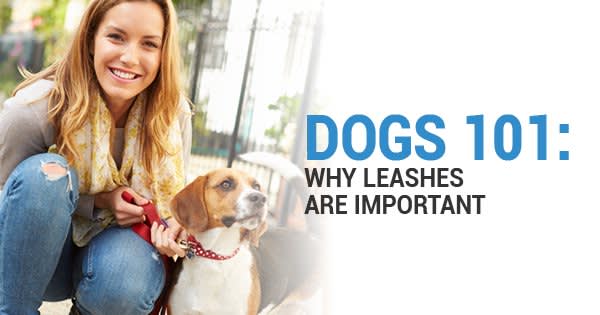 Dogs 101 graphic