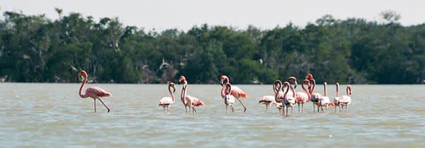 Flamingoes