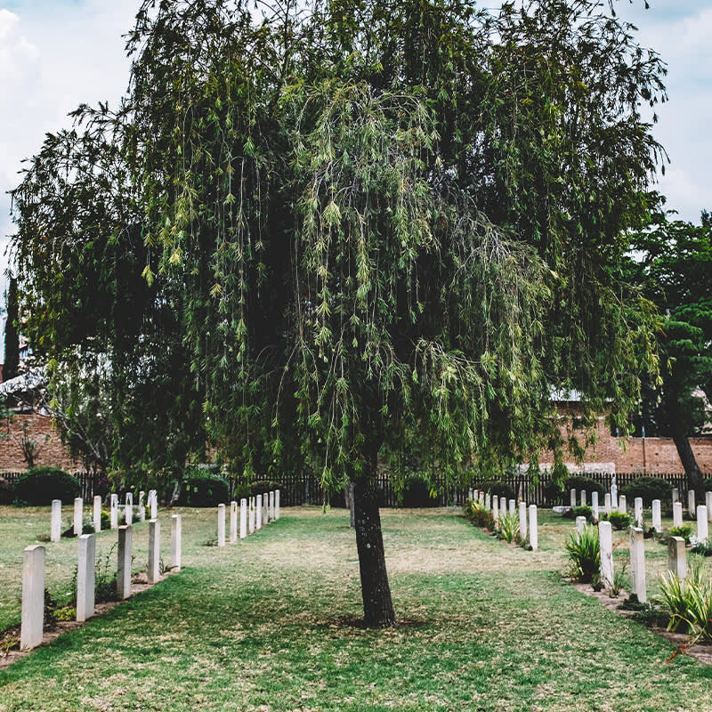 Large tree in the middle of a cemetery