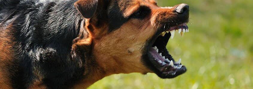 Snarling dog