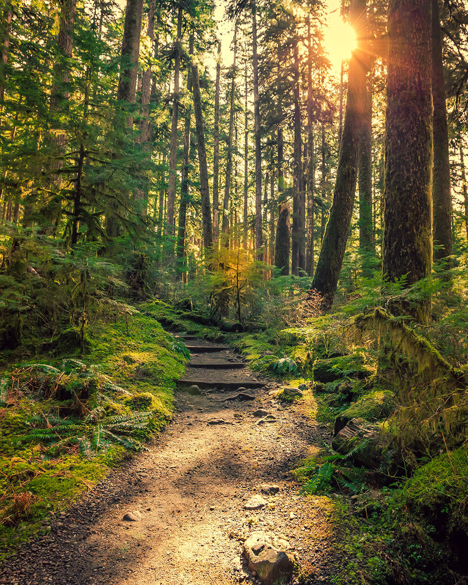 pathway with sun covered by rocks and trees