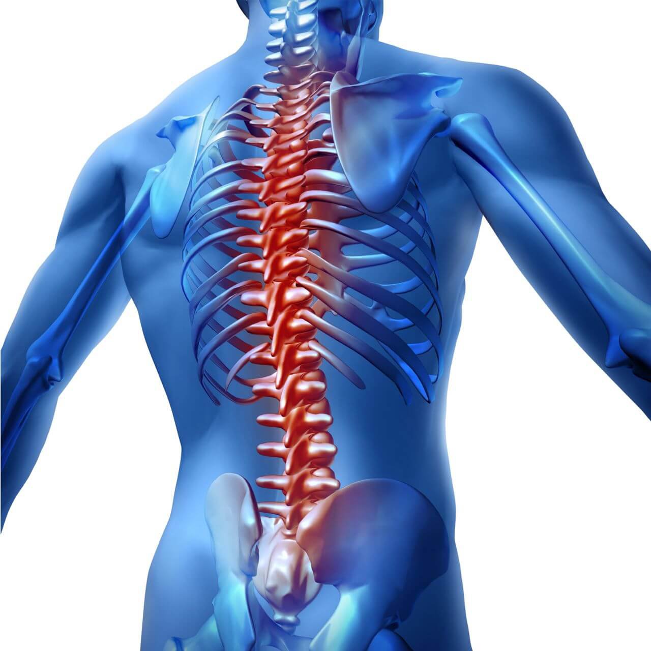 animated human body with spine highlighted