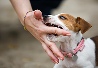 Dog Biting a Person's Finger