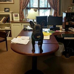 French bulldog on desk