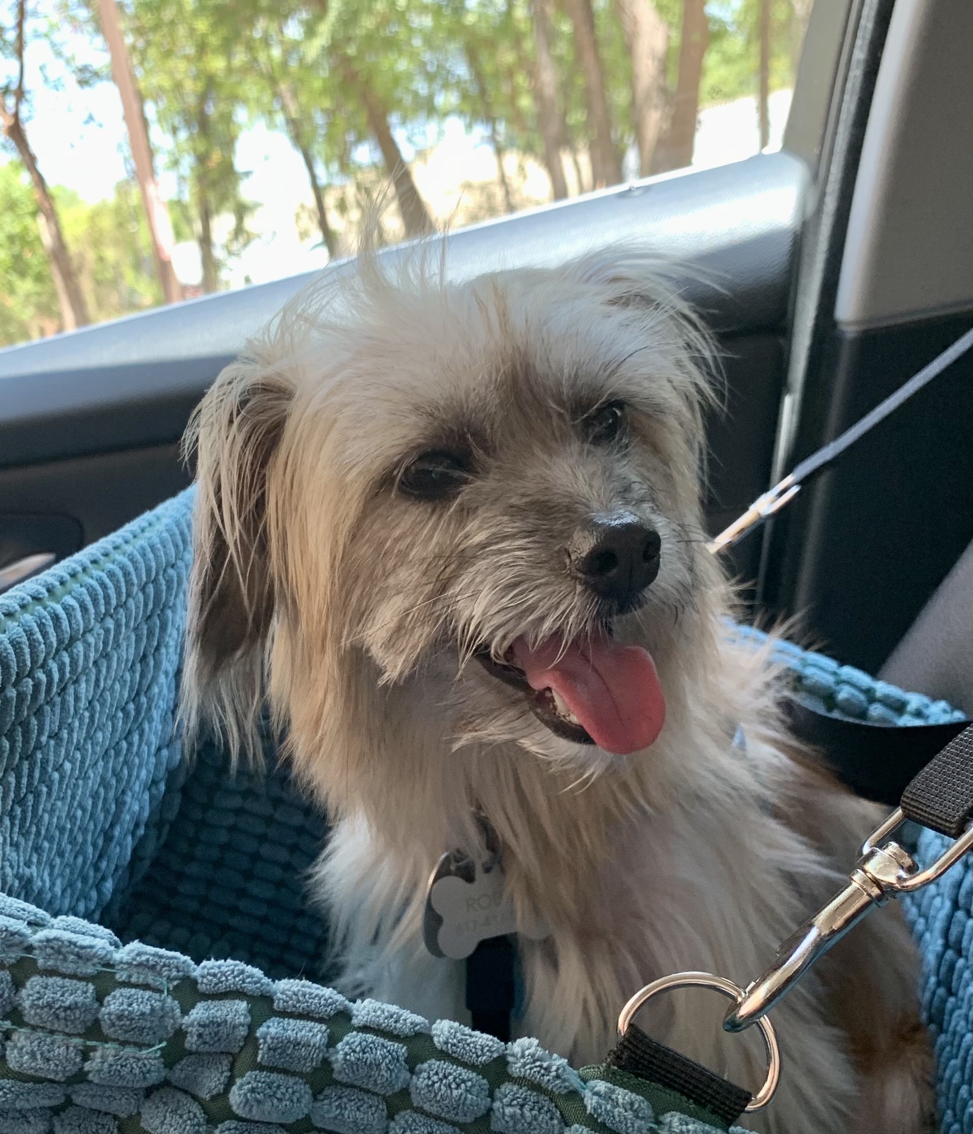 Poppy the office dog on her way to court