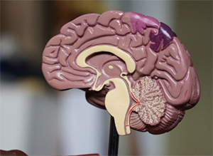 Image of model brain in half to see inside