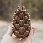 Loblolly Pinecone Puzzle Toy