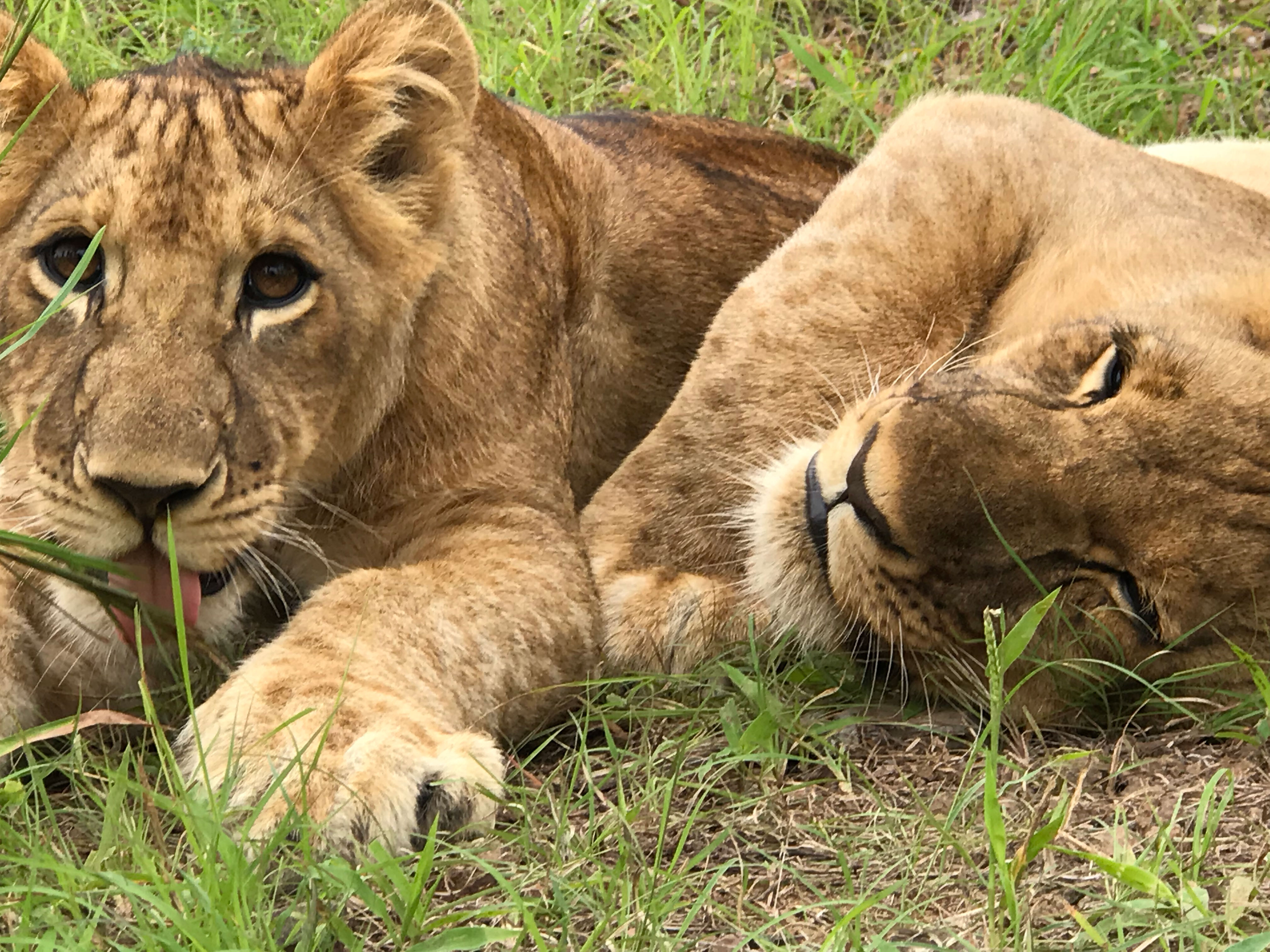 Two lionesses in the grass.