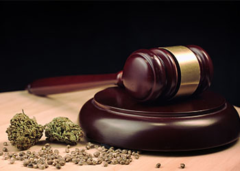 Marijuana and Gavel on desk