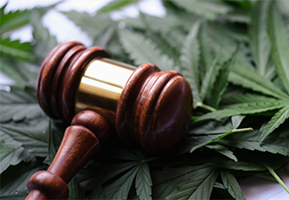 Gavel of judge lying on green leaves of marijuana 
