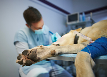 A veterinarian operating on a dog