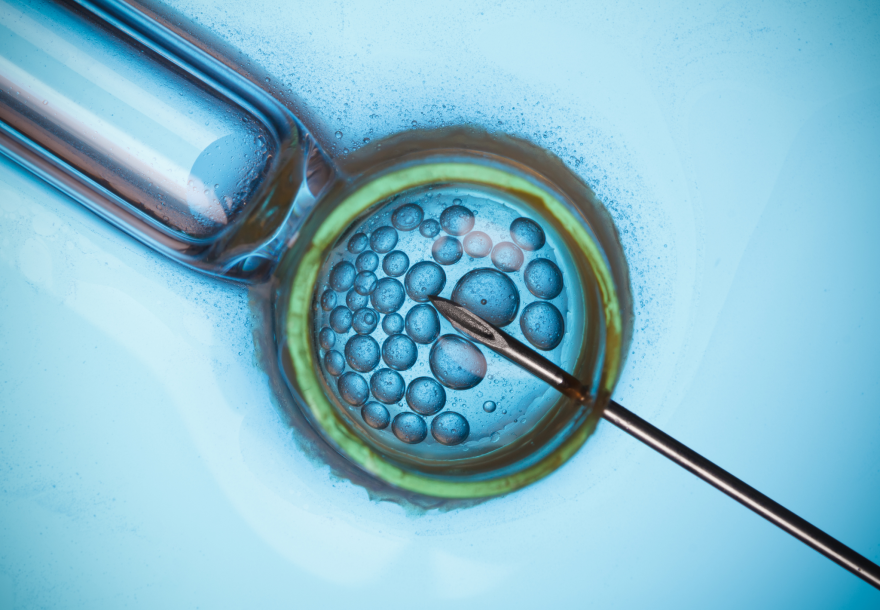 frozen embryo