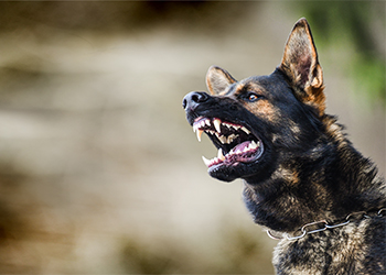 Aggressive dog shows dangerous teeth