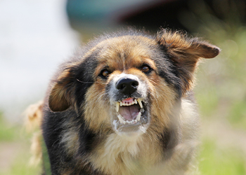 Aggressive dog showing teeth