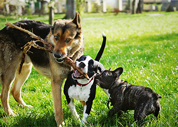 Dogs playing with stick in park