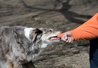 Tugging, dog trying to bite