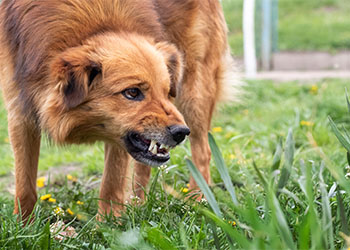Agressive dog showing teeth