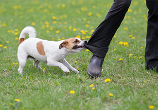 Dog trying to bite a person