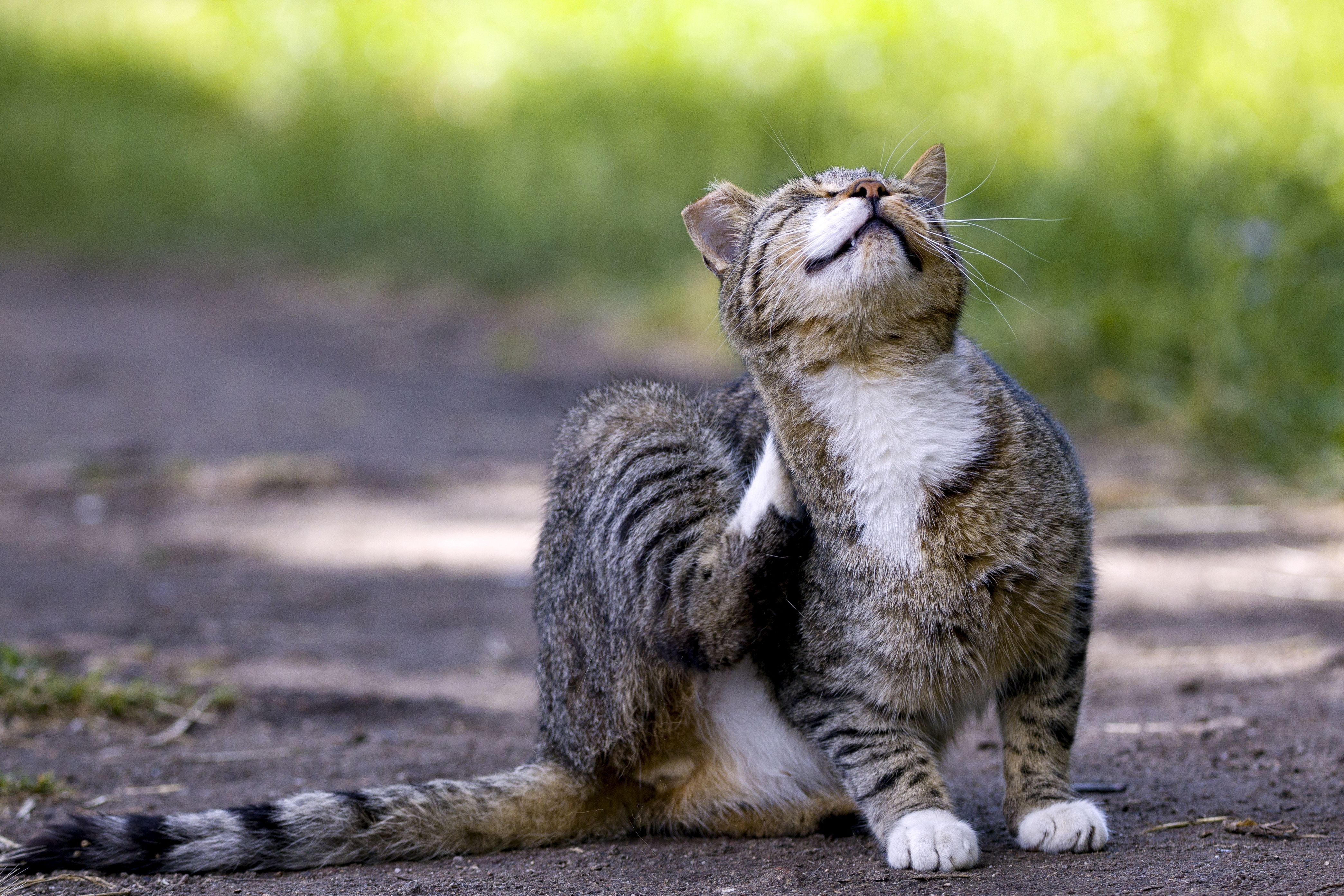 Wondercide Flea and Tick Safety defect