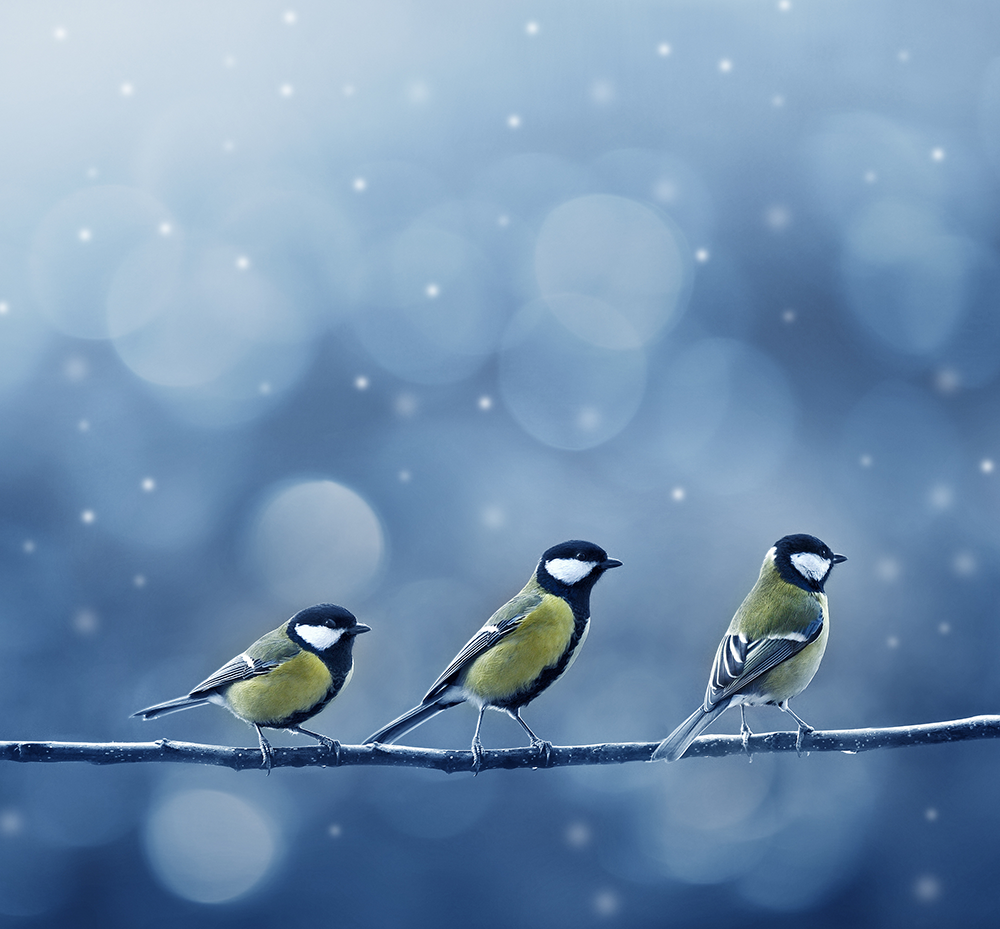snow-birds