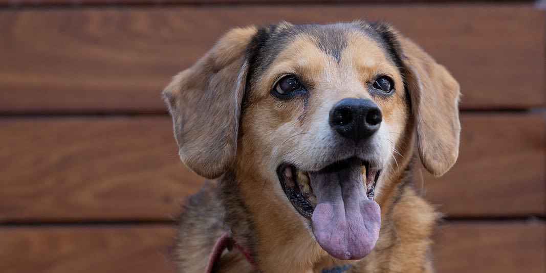 Adjustment of Status in San Jose