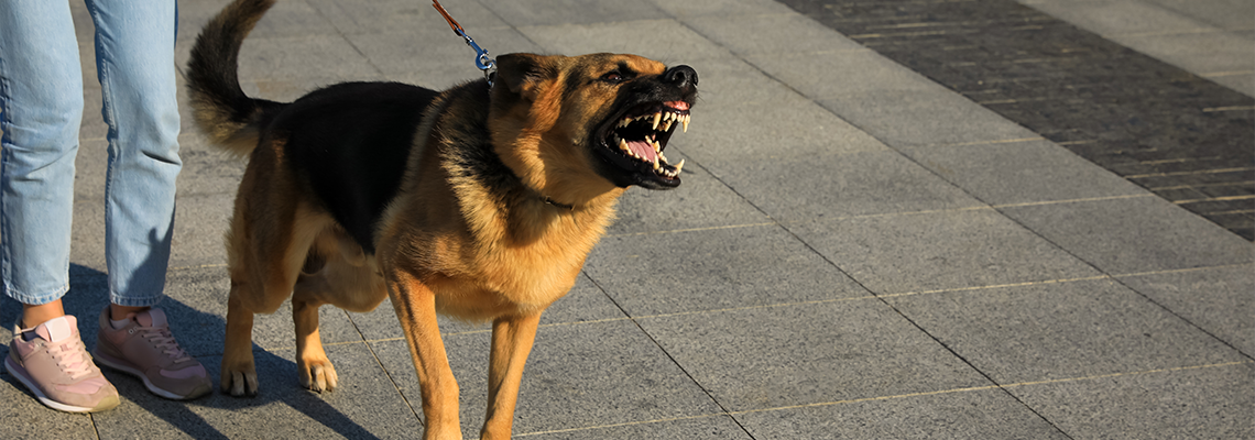 Woman with her aggressive dog walking outdoors
