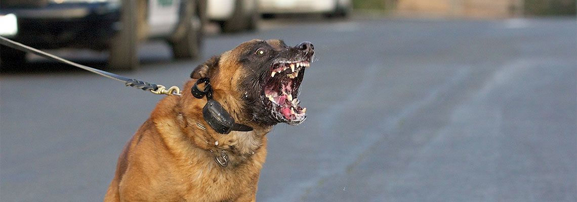 Ferocious dog showing teeth