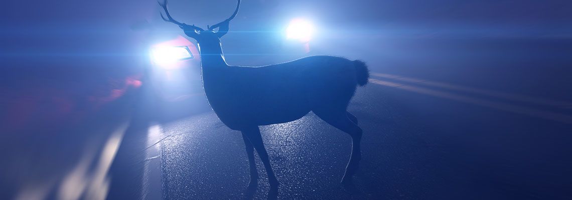 Deer Infront of car at night time