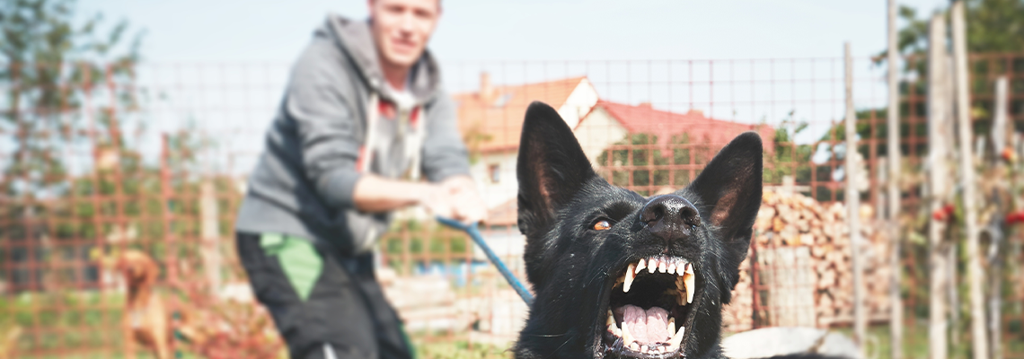 Aggressive Dog Is Barking