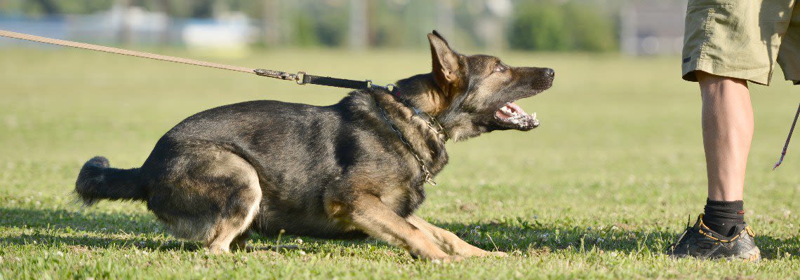 Dog on a leash barking at a person's leg