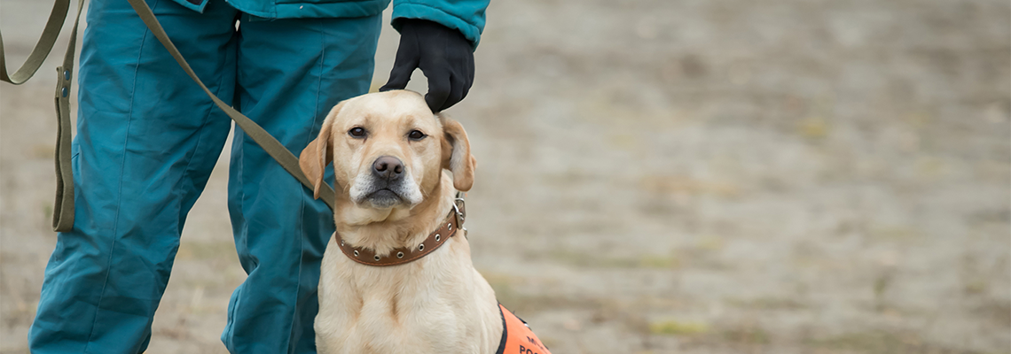 A Police Dog Next to their Handler